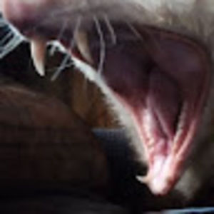 Meet your Posher, Screaming